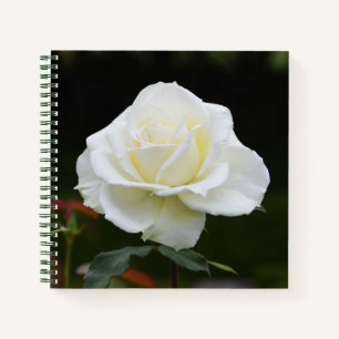 Carnet aux fleurs de rose blanche