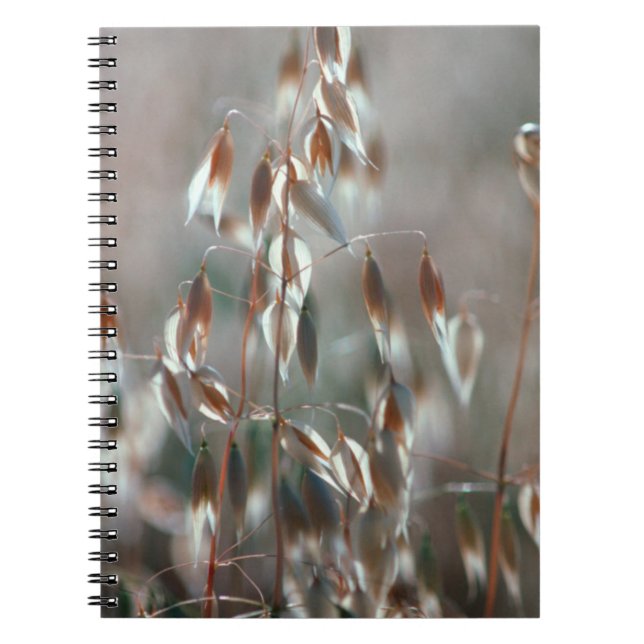 Carnet Avoine Mûre (Avena Sativa) Gros Plan. Ceres, Bolan (Devant)