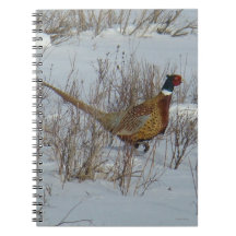 B23 Pheasant à cou d'anneau dans la neige