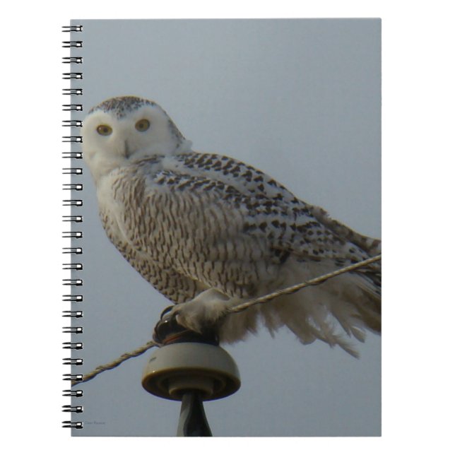 Carnet B38 Harfang des neiges (Devant)