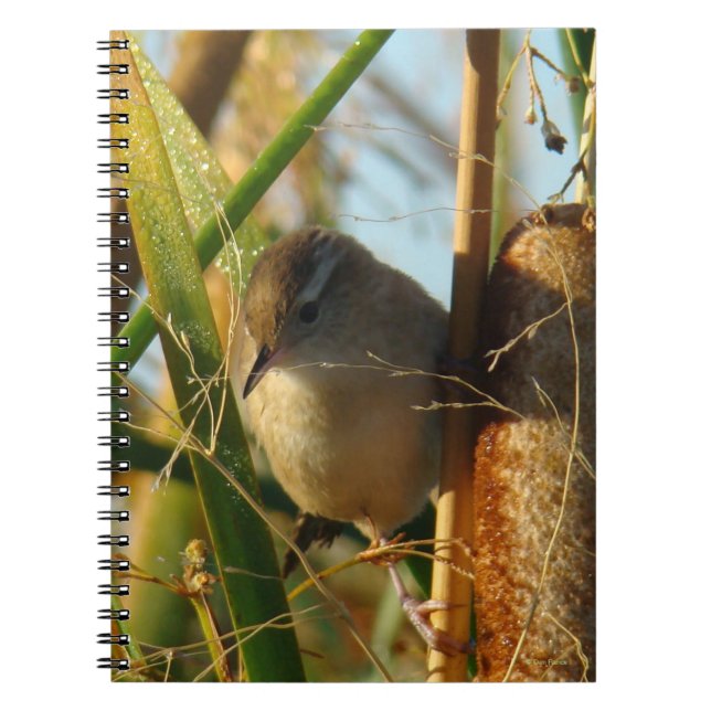 Carnet B3 Troglodyte des marais dans les quenouilles (Devant)