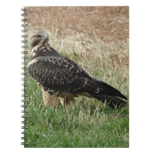 Carnet B52 Swainson's Hawk