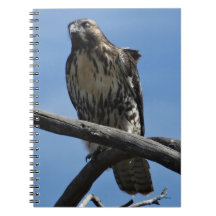 B54 Le faucon de Swainson