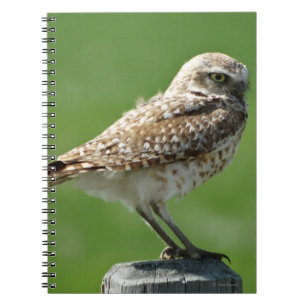 Carnet B56 Hibou des terriers