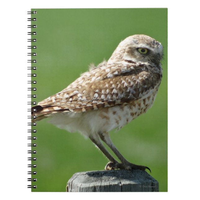 Carnet B56 Hibou des terriers (Devant)