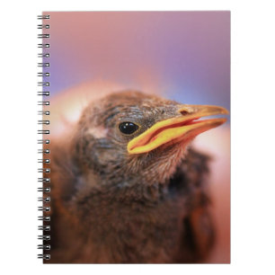 Carnet Baby Bird