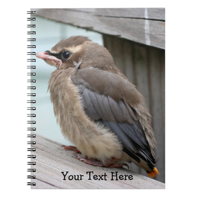 Carnet Baby Cedar Waxwing Bird Nature Notebook (Devant)