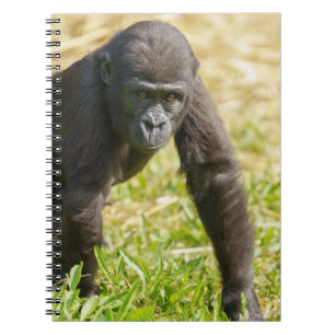 Carnet Baby Gorilla