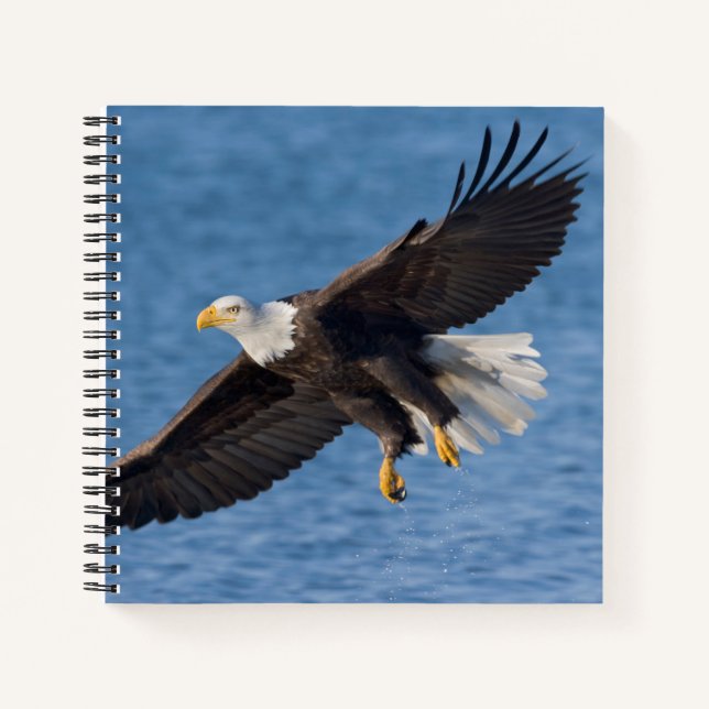 Carnet Bald eagle in flight (Devant)