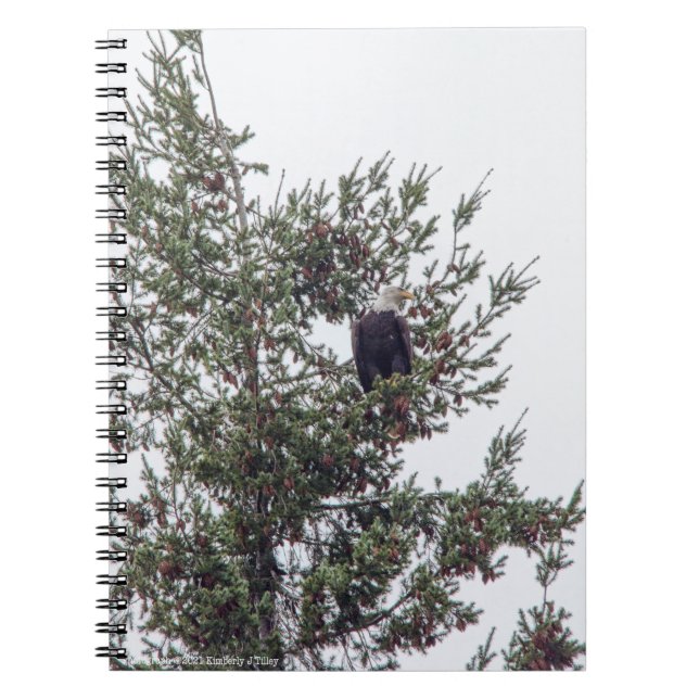 Carnet Bald Eagle P2825 (Devant)