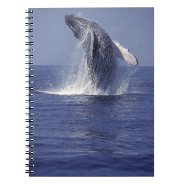 Carnet Baleine à bosse faisant une brèche (Megaptera (Devant)