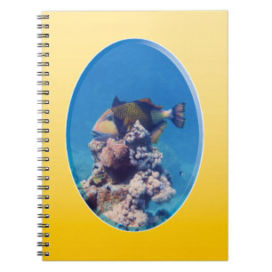Carnet Baliste sur le dessus du corail - Conception photo