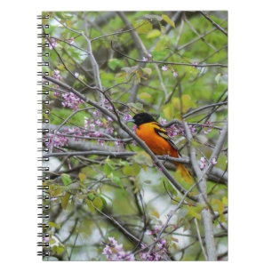 Carnet Baltimore Oriole