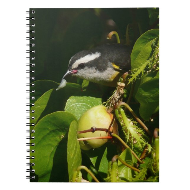 Carnet Bananaquit Bird Mange Photographie tropicale (Devant)