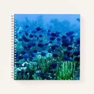 Carnet Banc de discus bleus Photo sous-marine