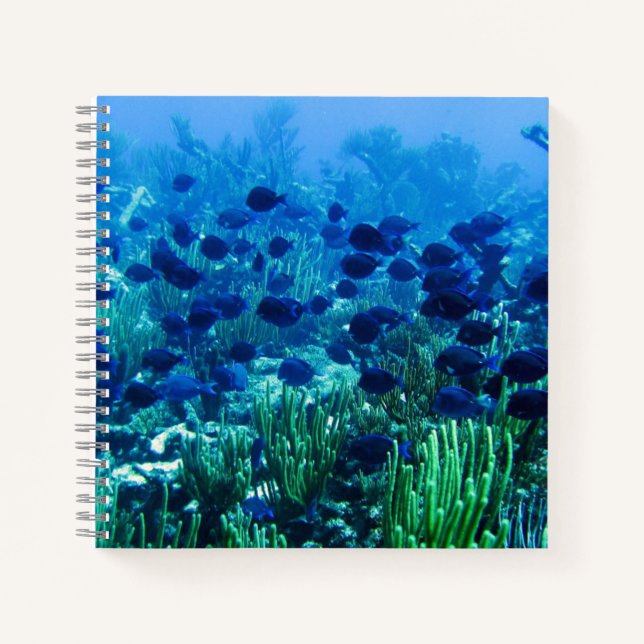 Carnet Banc de discus bleus Photo sous-marine (Devant)