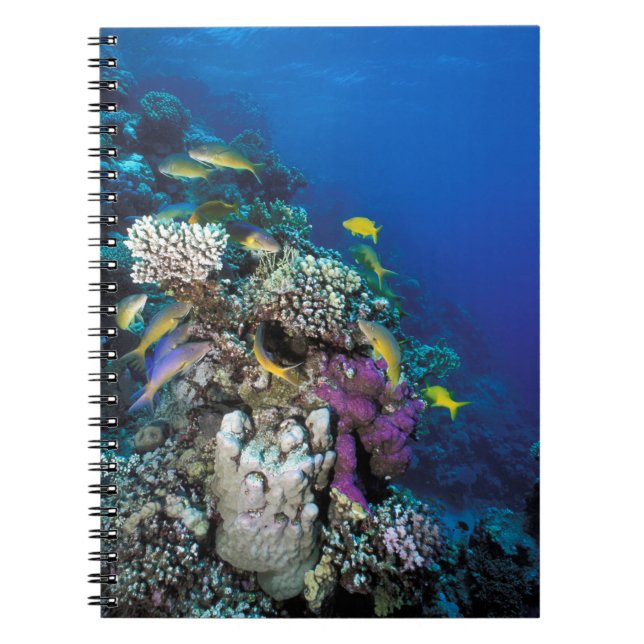 Carnet Banc de rougets autour d'un petit corail (Devant)