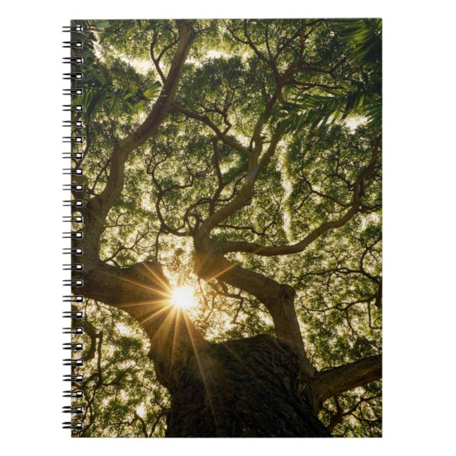Carnet Banyan Tree Canopy Sunstar (Devant)