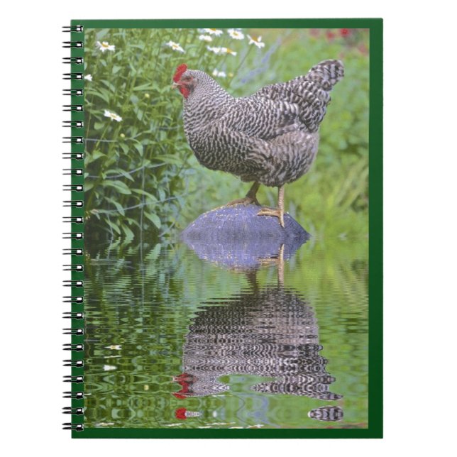 Carnet Barred Rock Hen (Devant)