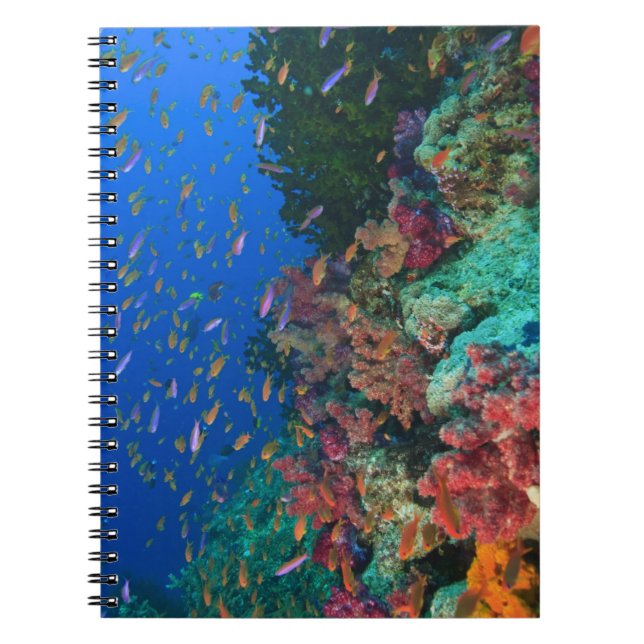 Carnet Bassettes de fées de l'école (Pseudanthias) (Devant)