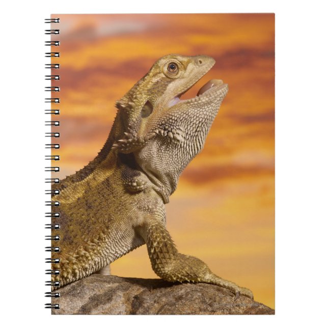 Carnet Bearded dragon (Pogona Vitticeps) on rock (Devant)