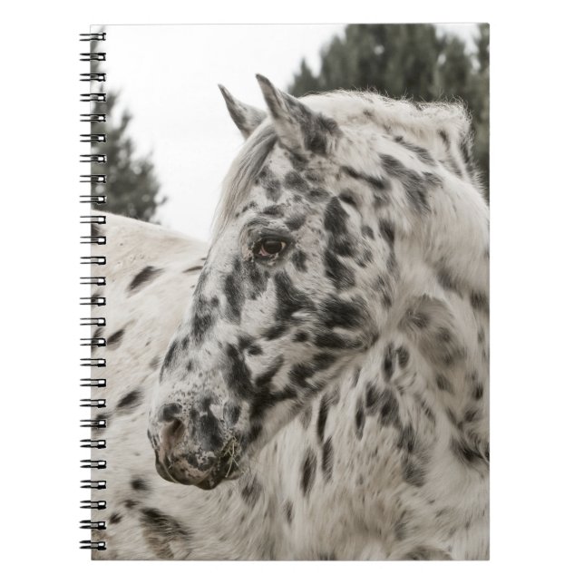 Carnet Beau Appaloosa noir et blanc (Devant)