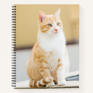 Carnet Beau chat rouge