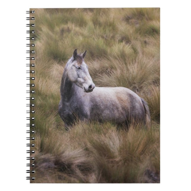 Carnet Beau Cheval gris coloré (Devant)