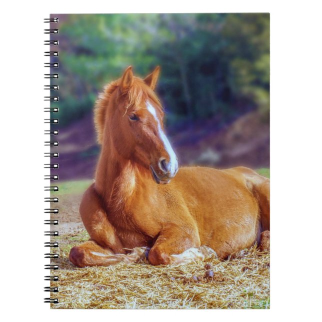 Carnet Beau Colt à cheval (Devant)