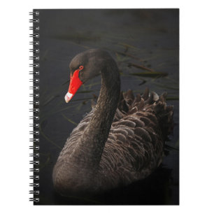 Carnet Beau cygne noir avec un bec rouge vif