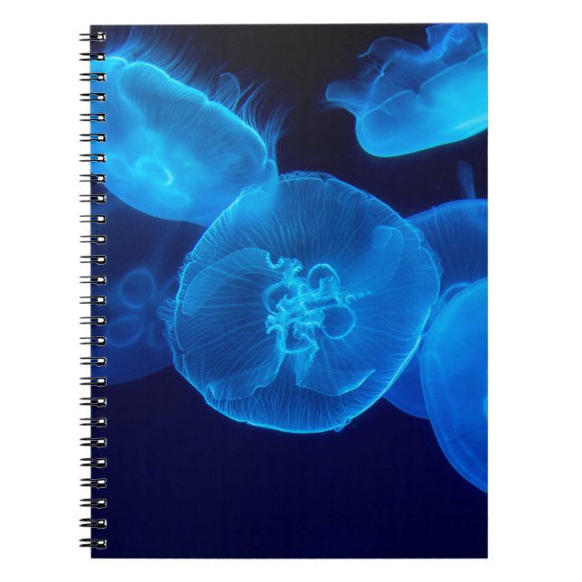 CARNET BEAU JELLYFISH (Devant)