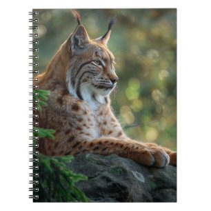 Carnet Beau lynx se reposant sur un rocher