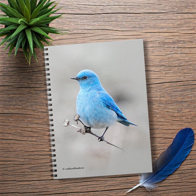 Carnet Beau oiseau bleu de montagne (Beautiful Mountain Bluebird on the Tansy Journal Cover Photo)