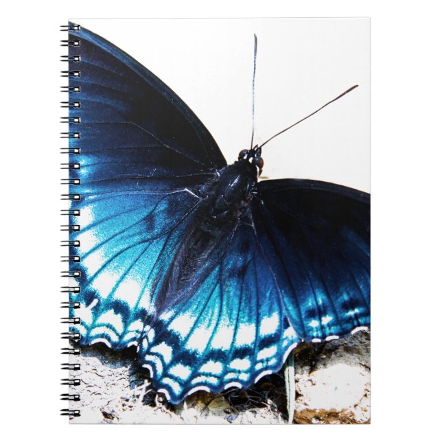Carnet Beau papillon bleu (Devant)