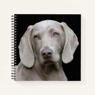 Carnet Beau Weimaraner Chasse Chien