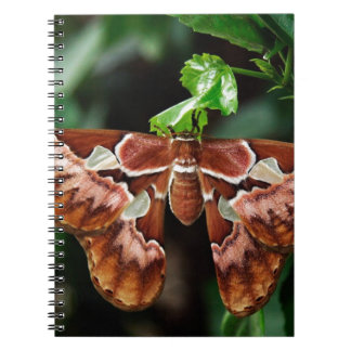 Carnet Beautiful Atlas Moth