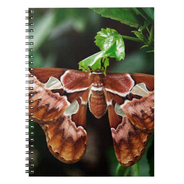 Carnet Beautiful Atlas Moth (Devant)