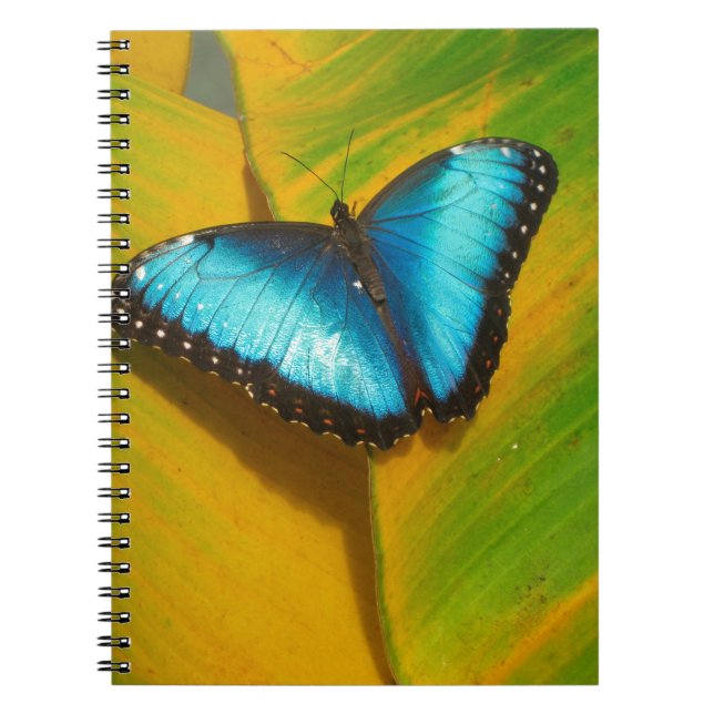 Carnet Beautiful Iridescent Butterfly (Devant)