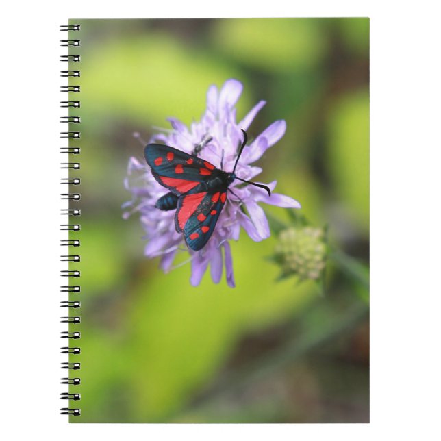 Carnet Beautiful moth (Devant)