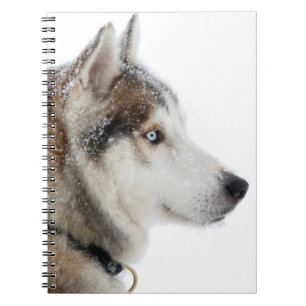 Carnet Beautiful Siberian Husky dans le Snow