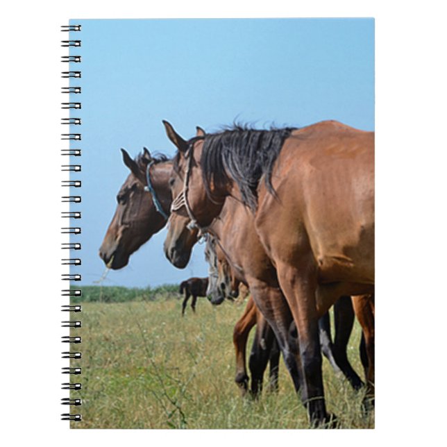 Carnet Beaux Chevaux de Baie (Devant)