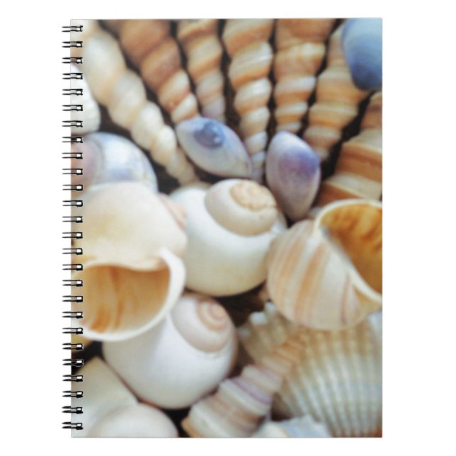 Carnet Beaux Coquillages, Été, Plage, Coquillages (Devant)