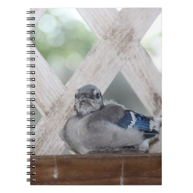 Carnet Bébé bleu Jay (Devant)