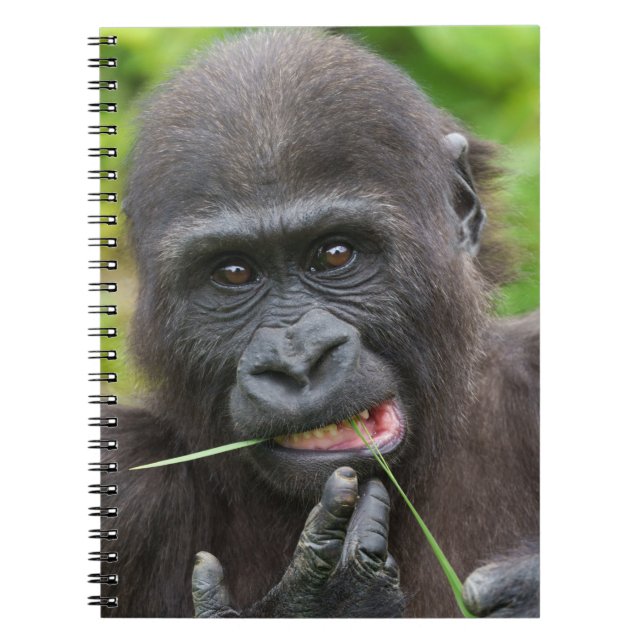Carnet Bébé Gorilla Cuteness (Devant)