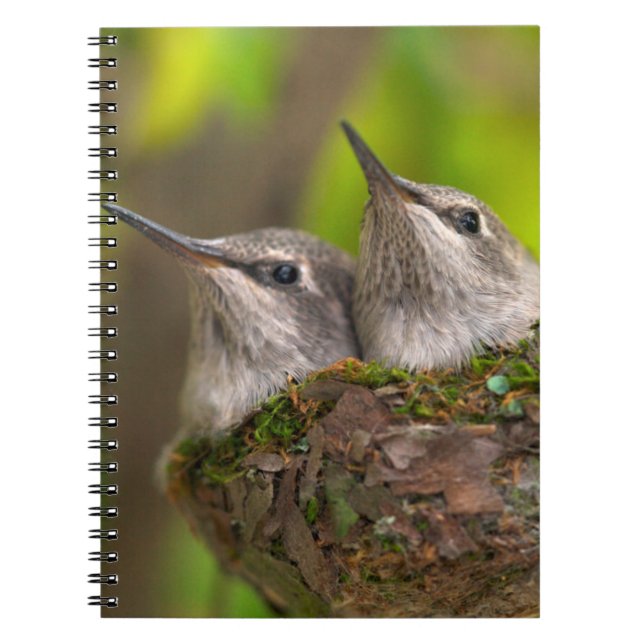 Carnet Bébé hummingbirds (Devant)