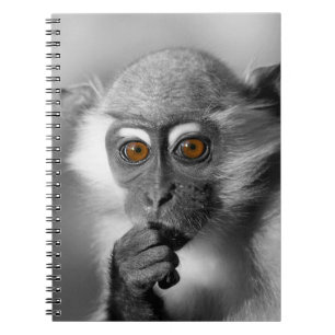 Carnet Bébé Mangabey