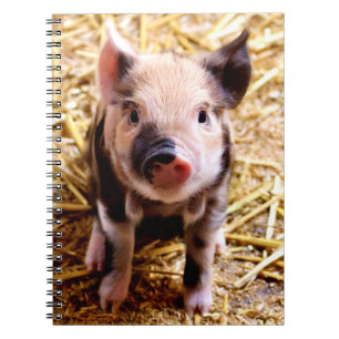 Carnet Bébé mignon porc
