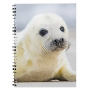 Carnet Bébé phoque des images de Getty
