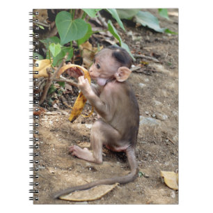 Carnet Bébé singe