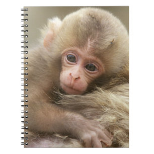 Carnet Bébé singe des neiges, Jigokudani, Nagano, Japon 2